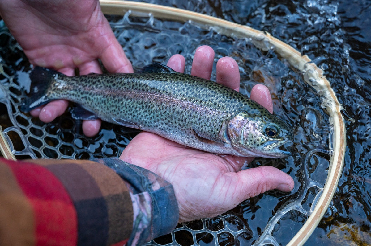 Getting Ready for Trout Season? Start at Your Local Fly Shop