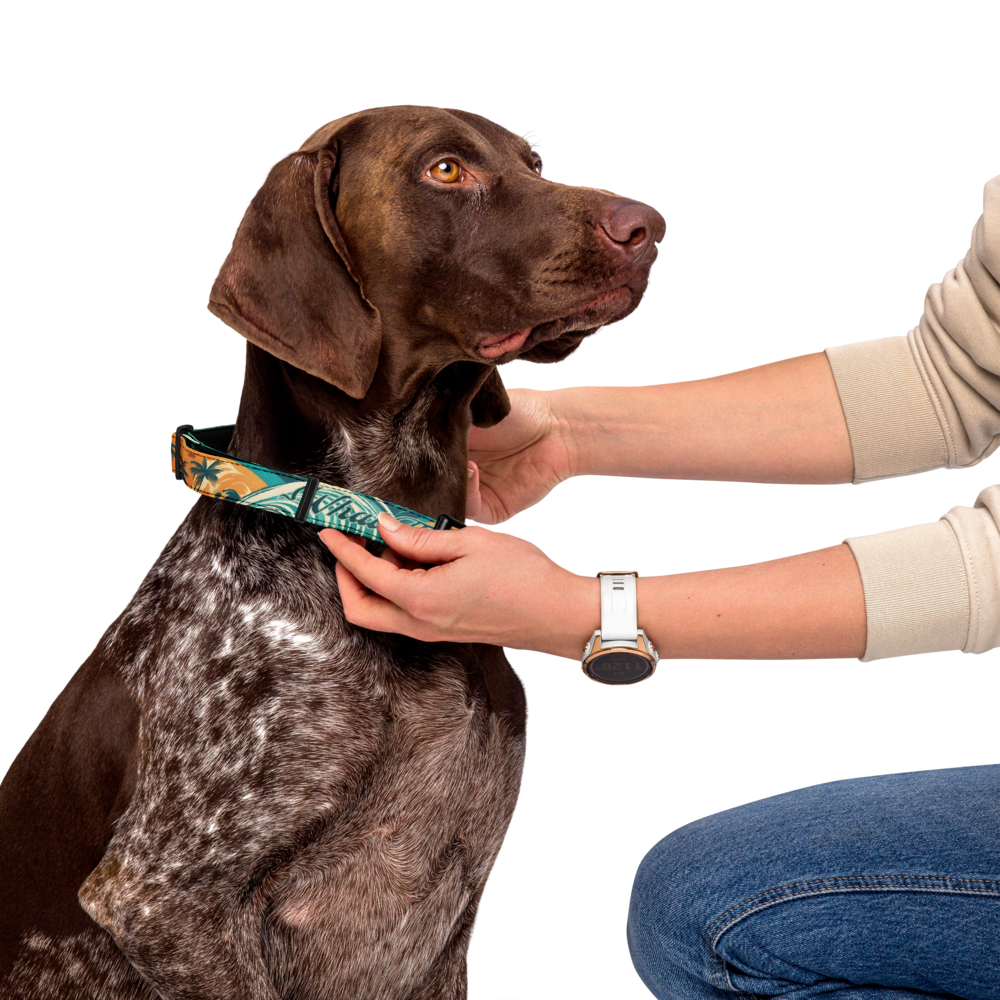 WTF Oasis Pet Collar