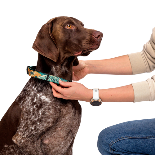 WTF Oasis Pet Collar
