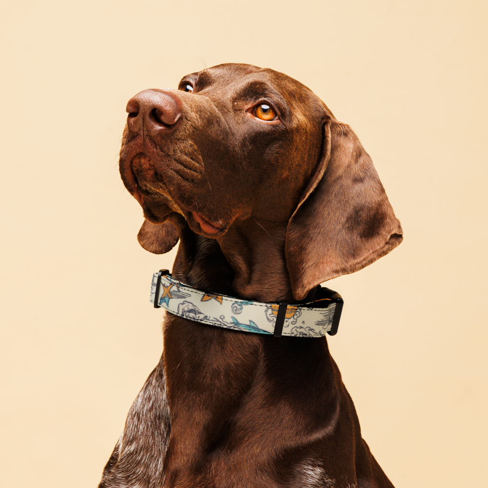 WTF Dirty Sun Dog Collar