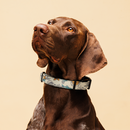 WTF Dirty Sun Dog Collar