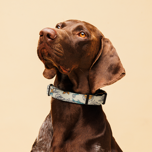 WTF Dirty Sun Dog Collar